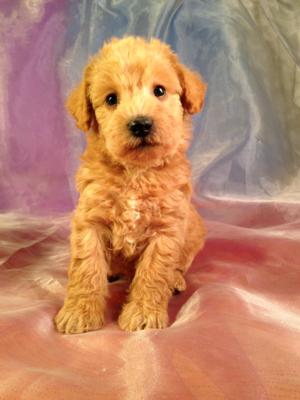 Iowa's Best Schnoodle Breeders, Brian and Karen Sterrenberg, Have A New Litter of Schnoodles For Sale! 
